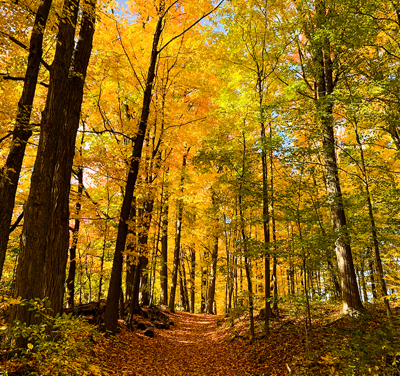 Canadian forest bathed in yellow leaves and bright in the autumn